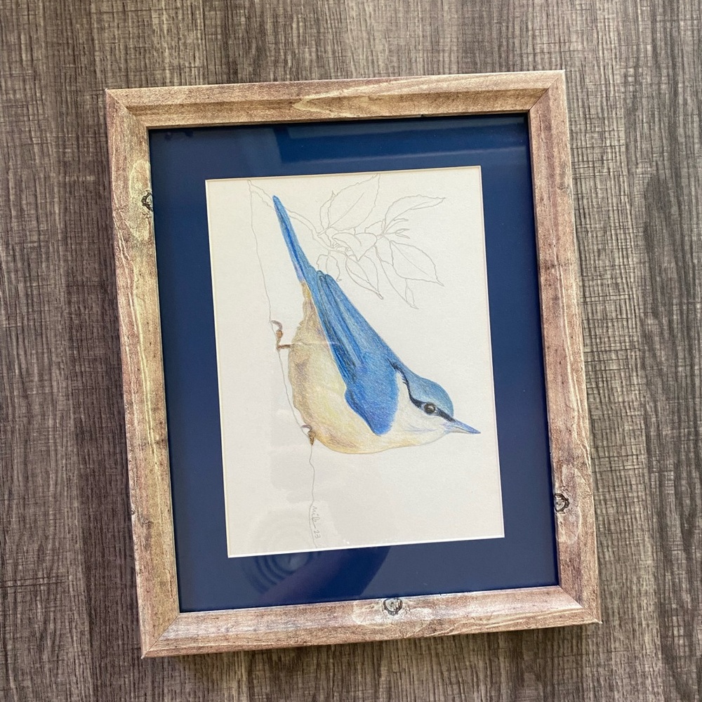 🧁 Original Colored Pencil Art “Nuthatch” by Nikki Homer